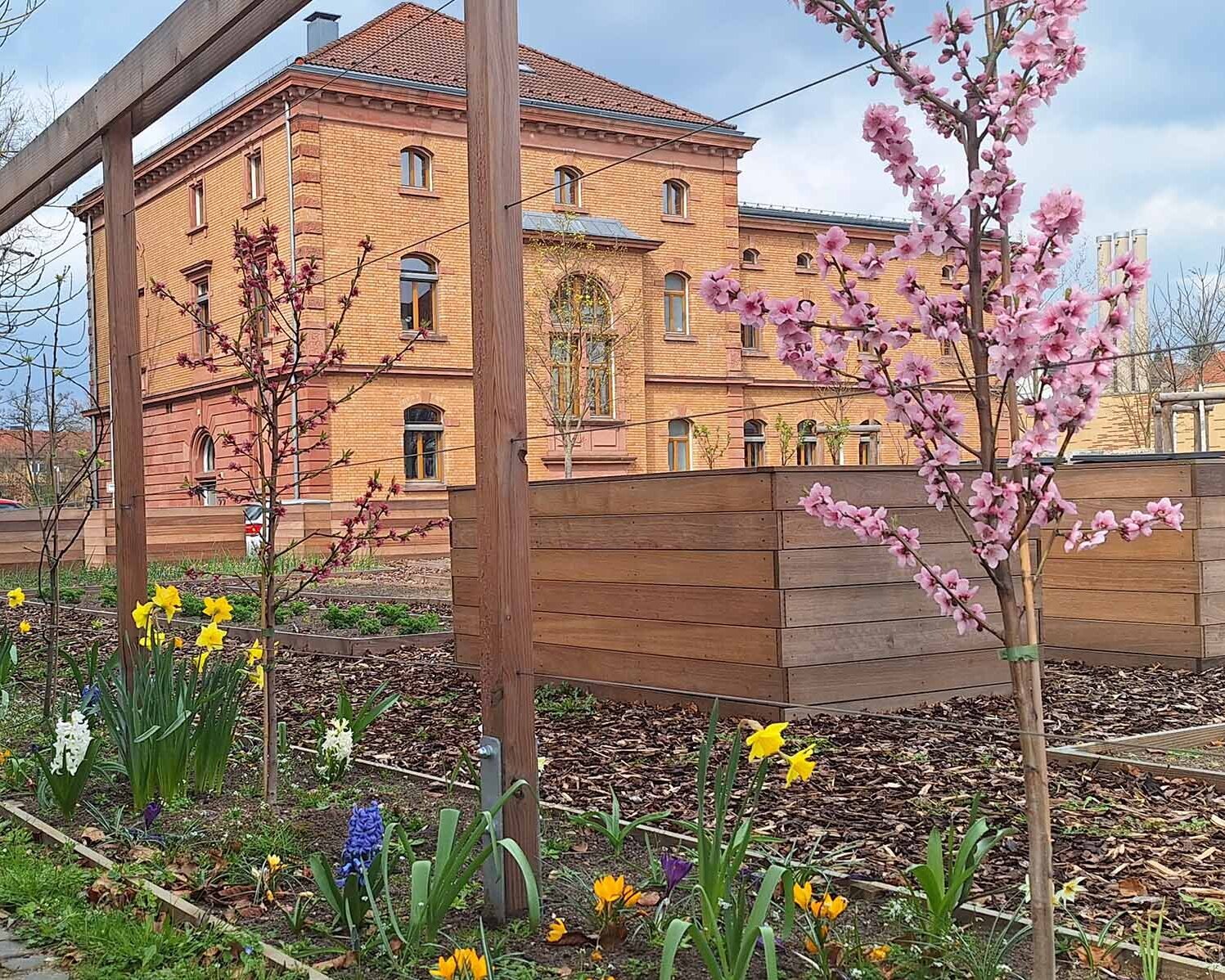 Hochbeet mit Frühblüherblumen im Vordergrund und einem braunen Backsteingebäude der TH dahinter