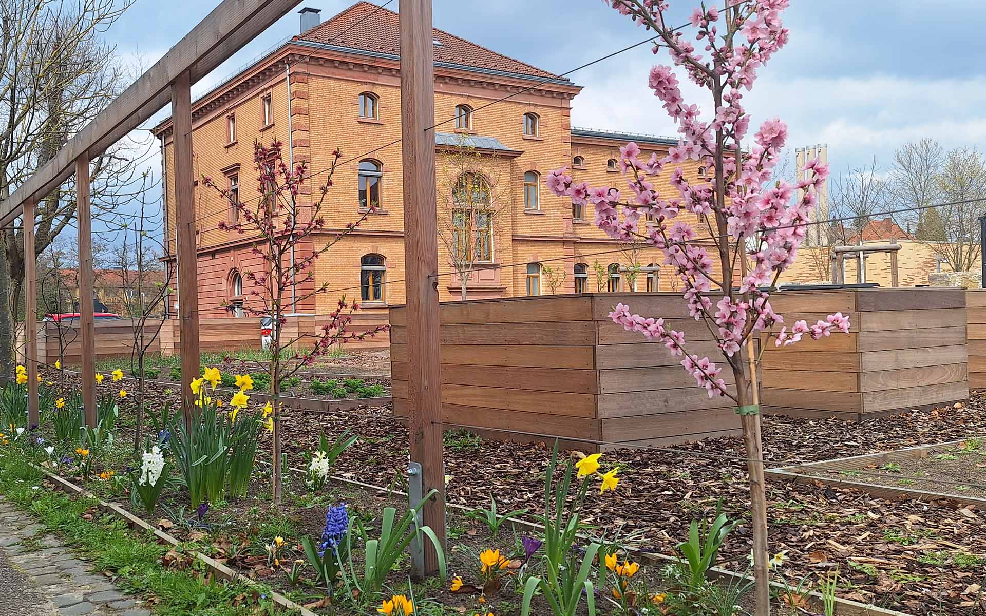 Hochbeet mit Frühblüherblumen im Vordergrund und einem braunen Backsteingebäude der TH dahinter